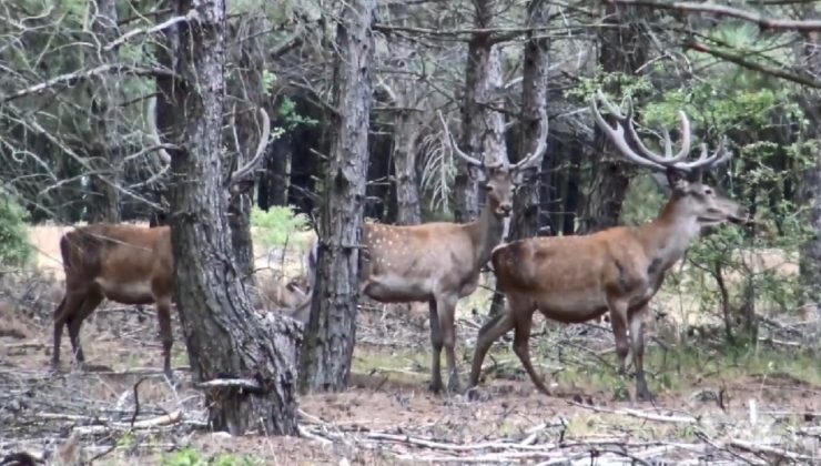 Dört şehirdeki kızıl geyiklerin avlanması için yapılan ihaleyi mahkeme iptal etti