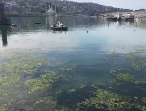 Zonguldak Limanı yosunla kaplandı