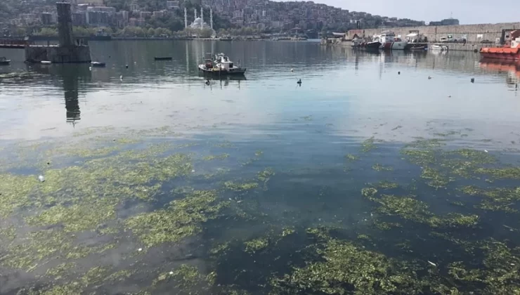 Zonguldak Limanı yosunla kaplandı